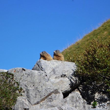 Апартаменты Urlaub Bei Moses Шоппернау Экстерьер фото